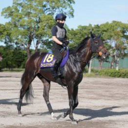 【市川の日曜競馬コラム・日本ダービー】