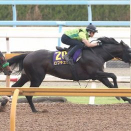 【木津の日曜競馬コラム・日本ダービー】