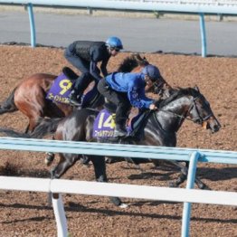 【橘の日曜競馬コラム・日本ダービー】