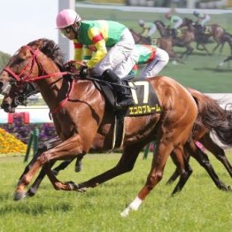 【安土城Ｓ】エコロブルーム約１年ぶりで快勝