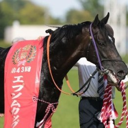 【安田記念】トロヴァトーレ大きく開花
