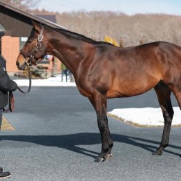 【２０２６年にデビューする新種牡馬紹介】①エフフォーリア　エピファネイアの後継候補