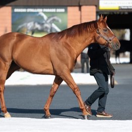 【２０２６年にデビューする新種牡馬紹介】②サリオス　２歳王者が送り出す完成度と持続力