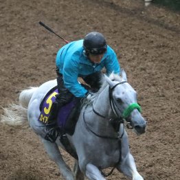 【安田記念】ドバイ帰りガイアフォース仕上がる