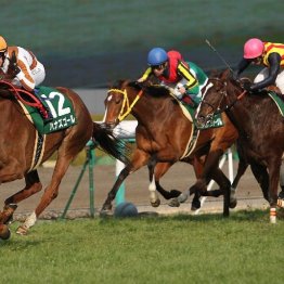 〈122〉騎手から助手を経て調教師に 個性派コスモキュランダを管理する加藤士津八調教師（５）
