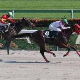 【市川の土曜競馬コラム・麦秋Ｓ】