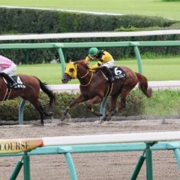 【飯島の土曜競馬コラム・麦秋Ｓ】