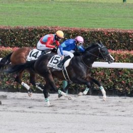 【新居の土曜競馬コラム・麦秋Ｓ】