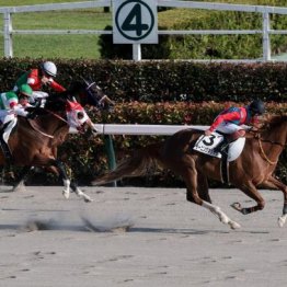 【大谷の土曜競馬コラム・麦秋Ｓ】