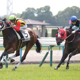 【新谷の土曜競馬コラム・テレビ山梨杯】