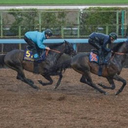 【飯島の日曜競馬コラム・安田記念】