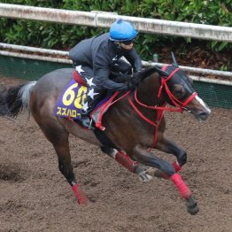【橘の日曜競馬コラム・安田記念】