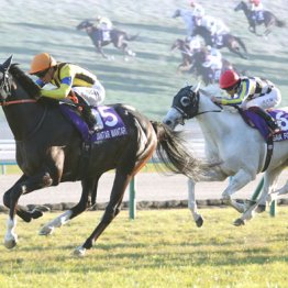 【安田記念】◎トロヴァトーレ　ルメールで万全　○ガイアフォース　昨年②着、今年も勝ち負け