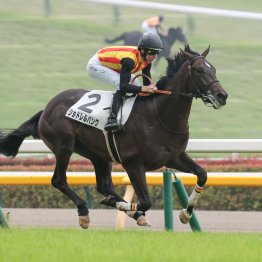 東京マイルGⅠで無視できないヴァイスリージェント系
