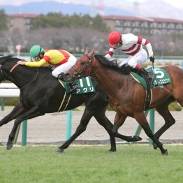【２０２６年にデビューする新種牡馬紹介】③カラヴァッジオ　欧州屈指のスプリント血統を継ぐ快速馬