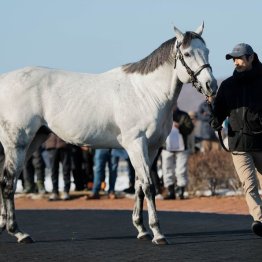 【２０２６年にデビューする新種牡馬紹介】③カラヴァッジオ　欧州屈指のスプリント血統を継ぐ快速馬