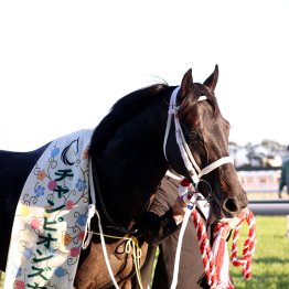 【２０２６年にデビューする新種牡馬紹介】④チュウワウィザード　長くダート王道路線を支えた総合力の高さが魅力