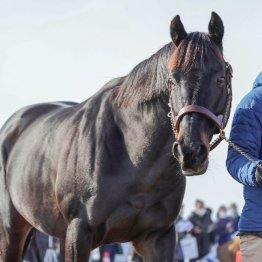 【２０２６年にデビューする新種牡馬紹介】④チュウワウィザード　長くダート王道路線を支えた総合力の高さが魅力