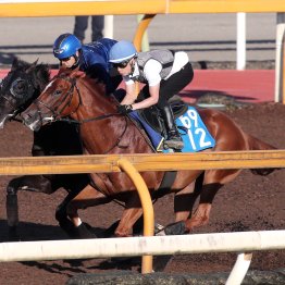 【宝塚記念】クロワデュノールＡ評価の動きも「まだ物足りない面もある」（斉藤崇師）