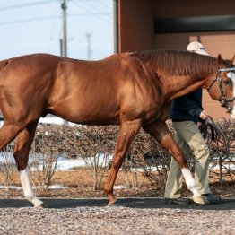 【２０２６年にデビューする新種牡馬紹介】⑤ウィルテイクチャージ　米国王道路線で活躍したパワー型ダートサイアー