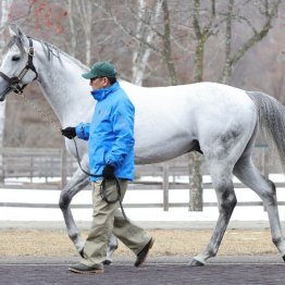 【２０２６年にデビューする新種牡馬紹介】⑥オメガパフューム　東京大賞典４連覇を成し遂げた持続力型サイアー