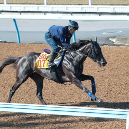 【府中牝馬Ｓ】調教マル得チェック