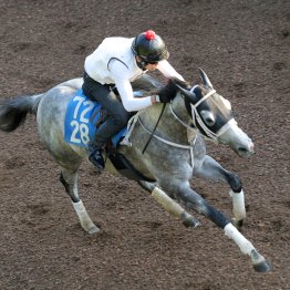 【しらさぎＳ】調教マル得チェック①