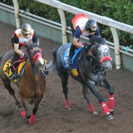 【しらさぎＳ】前走④着は見せ場たっぷり ミニトランザット要注目