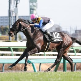 【藤岡の土曜競馬コラム・ストークＳ】