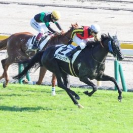 【新居の土曜競馬コラム・相模湖特別】