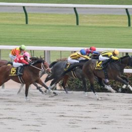 【大谷の土曜競馬コラム・スレイプニルＳ】