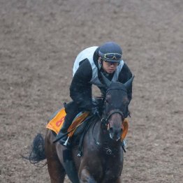 【新居の日曜競馬コラム・府中牝馬Ｓ】