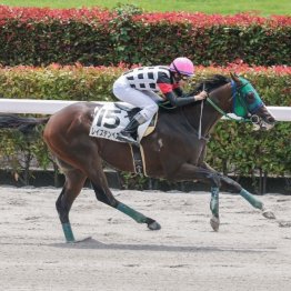 【レスキュー隊の日曜競馬コラム・東京12Ｒ】