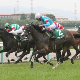 ２０１５年マーメイドＳ覇者　シャトーブランシュ