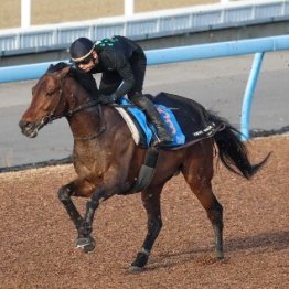 厩舎関係者から１番人気の函館は人馬にとって快適で過ごしやすい環境