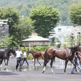 厩舎関係者から１番人気の函館は人馬にとって快適で過ごしやすい環境