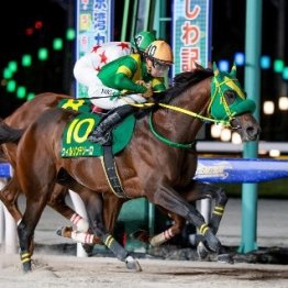 【さきたま杯】ウィルソンテソーロでもう一丁だ