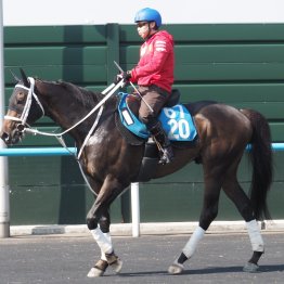 【函館記念】エコロディノス反撃態勢