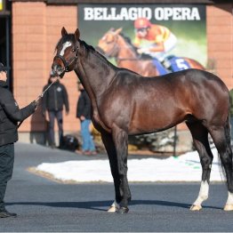 【２０２６年にデビューする新種牡馬紹介】⑦ホットロッドチャーリー　米国王道路線で活躍した持続力型ダートサイアー