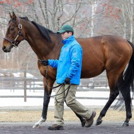 【２０２６年にデビューする新種牡馬紹介】⑧マカヒキ　ダービーを制したディープ系王道血統