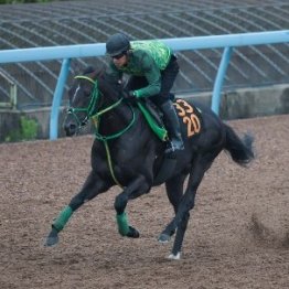 【ラジオＮＩＫＫＥＩ賞】調教マル得チェック②