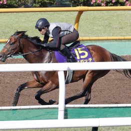 【函館記念】前走レコードＶ　イガッチさらに上昇