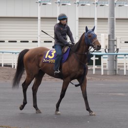 【函館記念】上がり馬フィーリウス魅力たっぷり