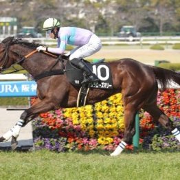 【市川の土曜競馬コラム・青函Ｓ】