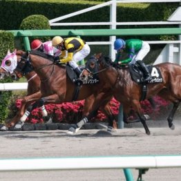 【新居の土曜競馬コラム・いわき特別】