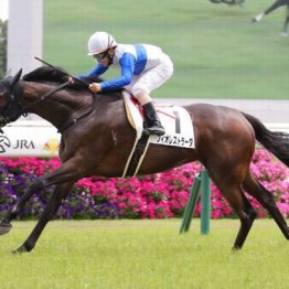 【武田の土曜競馬コラム・バーデンバーデンＣ】