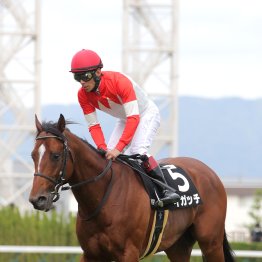 【藤岡の日曜競馬コラム・函館記念】
