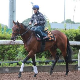 【市川の日曜競馬コラム・ラジオＮＩＫＫＥＩ賞】