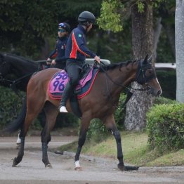 【新居の日曜競馬コラム・ラジオＮＩＫＫＥＩ賞】