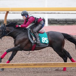 【日曜福島５Ｒ・２歳新馬】ラッキースパークル